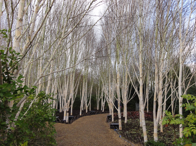 Clay Soil Betula utilis JacquemontiiSilver Birch Caroline Benedict