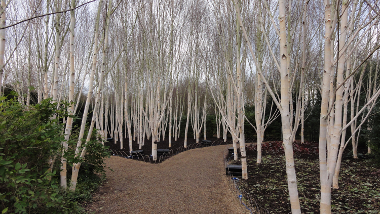 Betula utilis Jacquemontii showing winter structure in Anglesy - Caroline Benedict Smith Garden Design Cheshire
