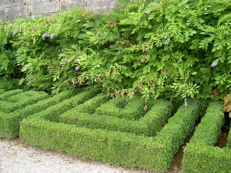 Clipped Box showing winter structure in Chateau de Hautefort - Caroline Benedict Smith Garden Design Cheshire