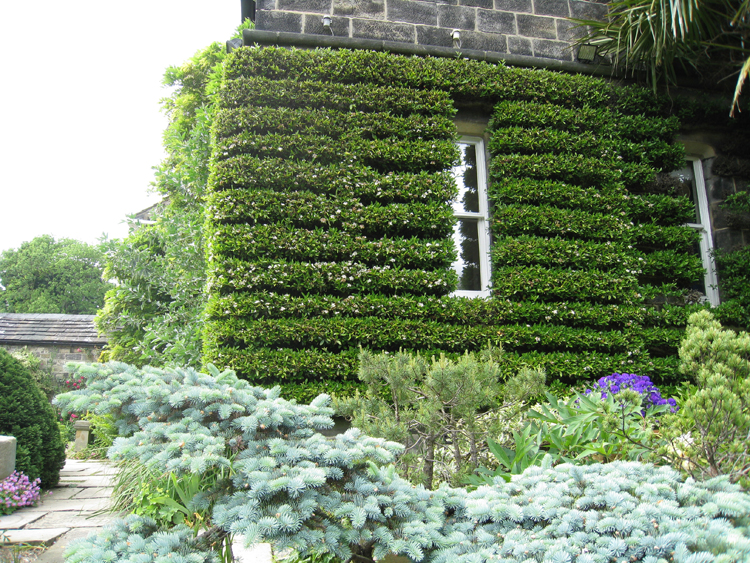 Clipped Pyracantha coccinea showing winter structure in Woolerton Old Hall - Caroline Benedict Smith Garden Design Cheshire