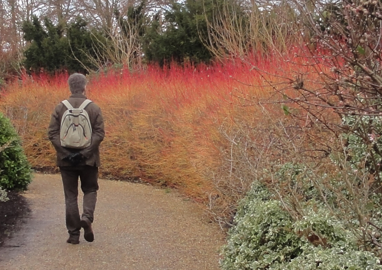 Cornus alba Sibirica showing winter structure- Anglesey Abbey - Caroline Benedict Smith Garden Design Cheshire