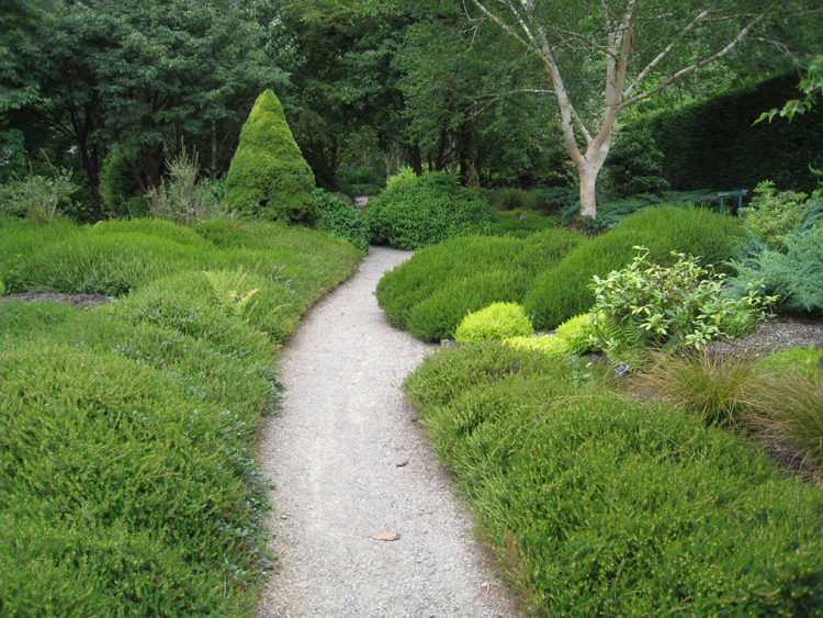 Winter structure of Erica carnea and E.darleysensis - Caroline Benedict Smith Garden Design Cheshire