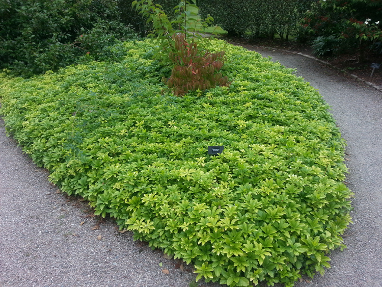 Pacysandra terminalis for winter structure -RHS Rosemoor - Caroline Benedict Smith Garden Design Cheshire