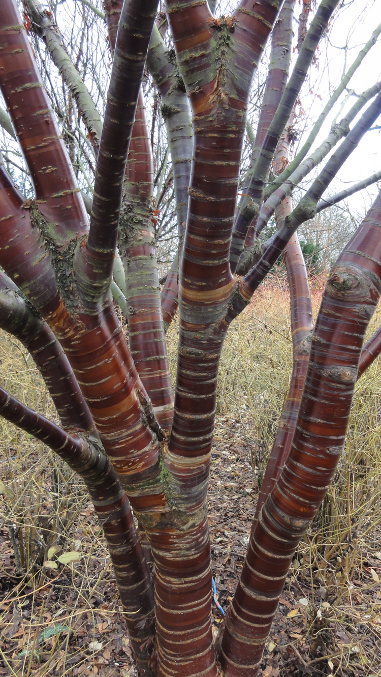 Prunus serrula-good for winter structure- Caroline Benedict Smith Garden Design Cheshire