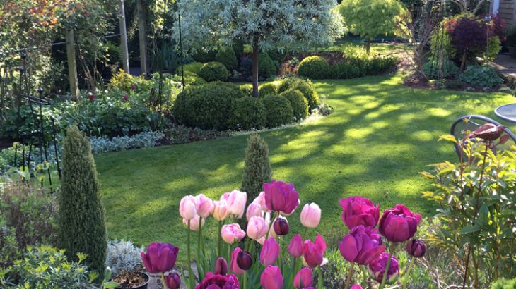 Open Garden Cheshire 2017 - Tulips and Silver Pear in Dappled Sunlight - Caroline Benedict Smith Garden Design Cheshire